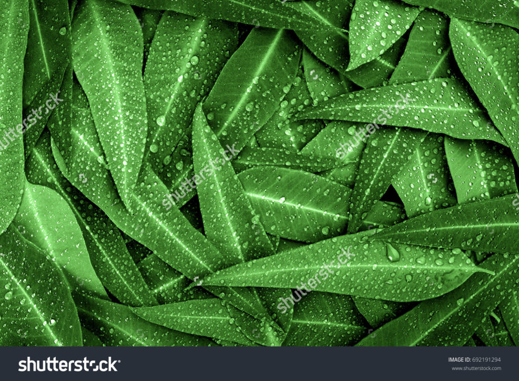 stock-photo-nature-green-eucalyptus-leaves-with-raindrop-background-692191294